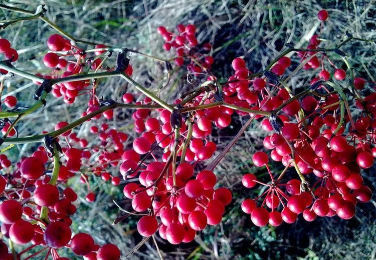 农村这种野生植物,果实红火味道好,却不知道根也是好物|金刚藤|果实