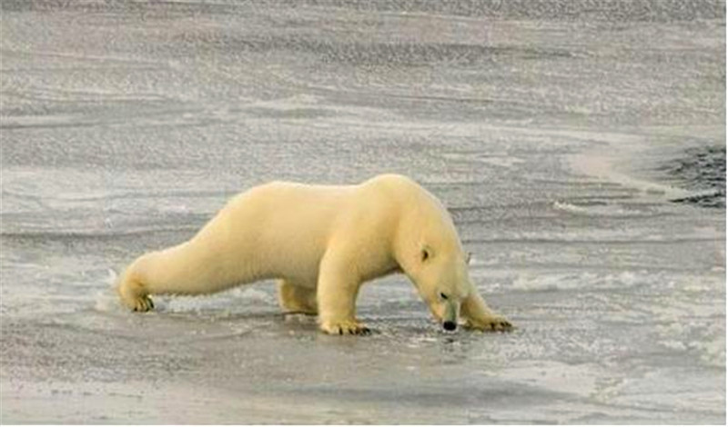 北极熊行走中被冰层滑倒,接下来北极熊的一个举措巧妙化解尴尬