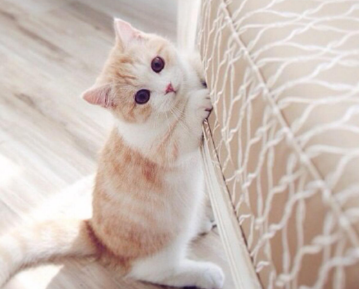 人人都喜欢呆萌可爱的喵星人,以下四种你最喜欢哪一只呢?