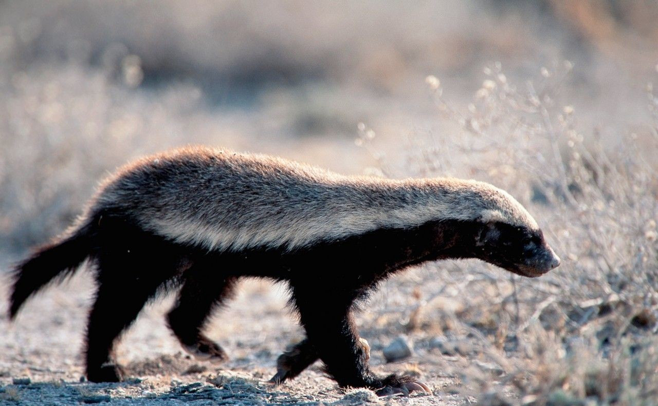 养蜜獾当作宠物,拆家比二哈还厉害,主人换家具还是换宠物?