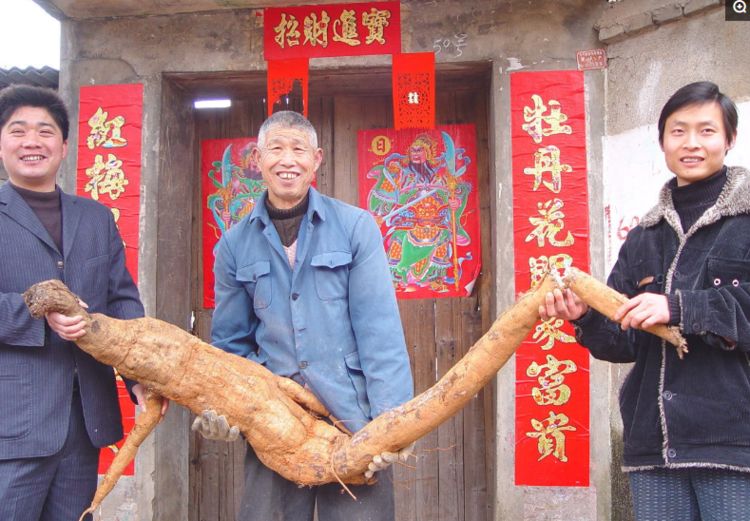 大爷上山挖草药,意外挖到巨型"人参",专家一下看出其来历
