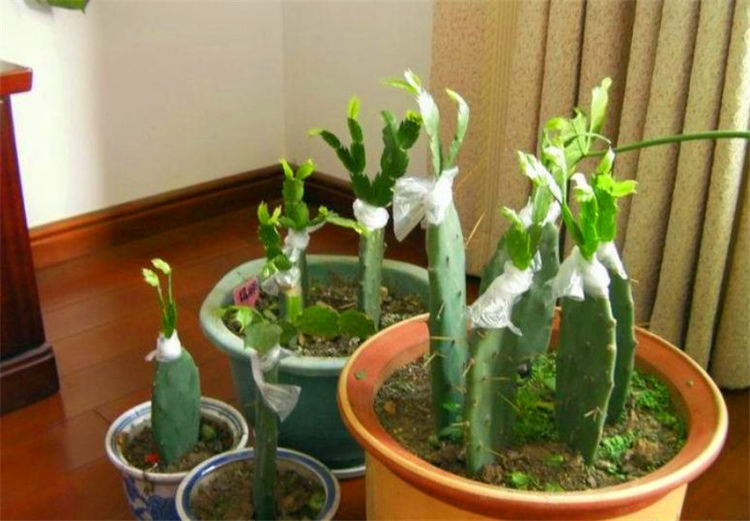 老花农12月蟹爪兰用3种软砧木嫁接1盆开出10盆效果
