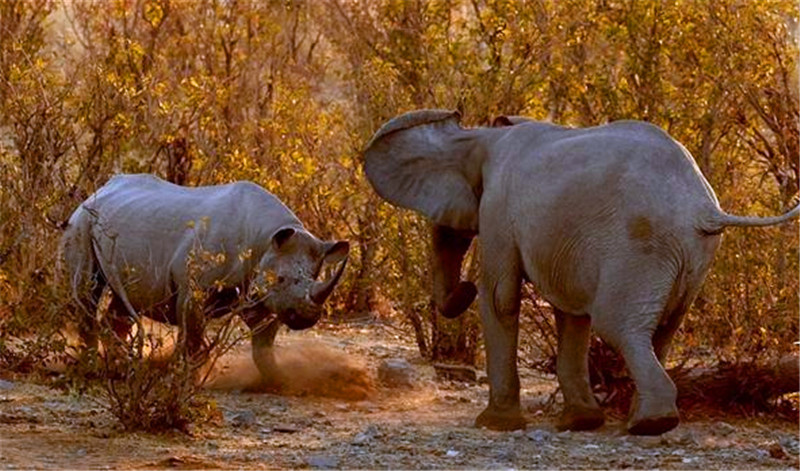 真是霸气!犀牛独自单挑两头大象,结局真是让人看了大快人心啊!