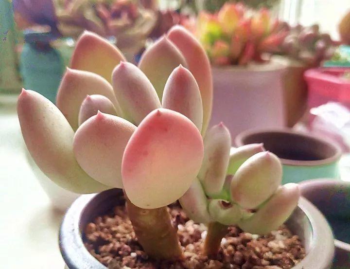 多肉十大美人,太阳一晒脸就红,肉嘟嘟的像颗球!