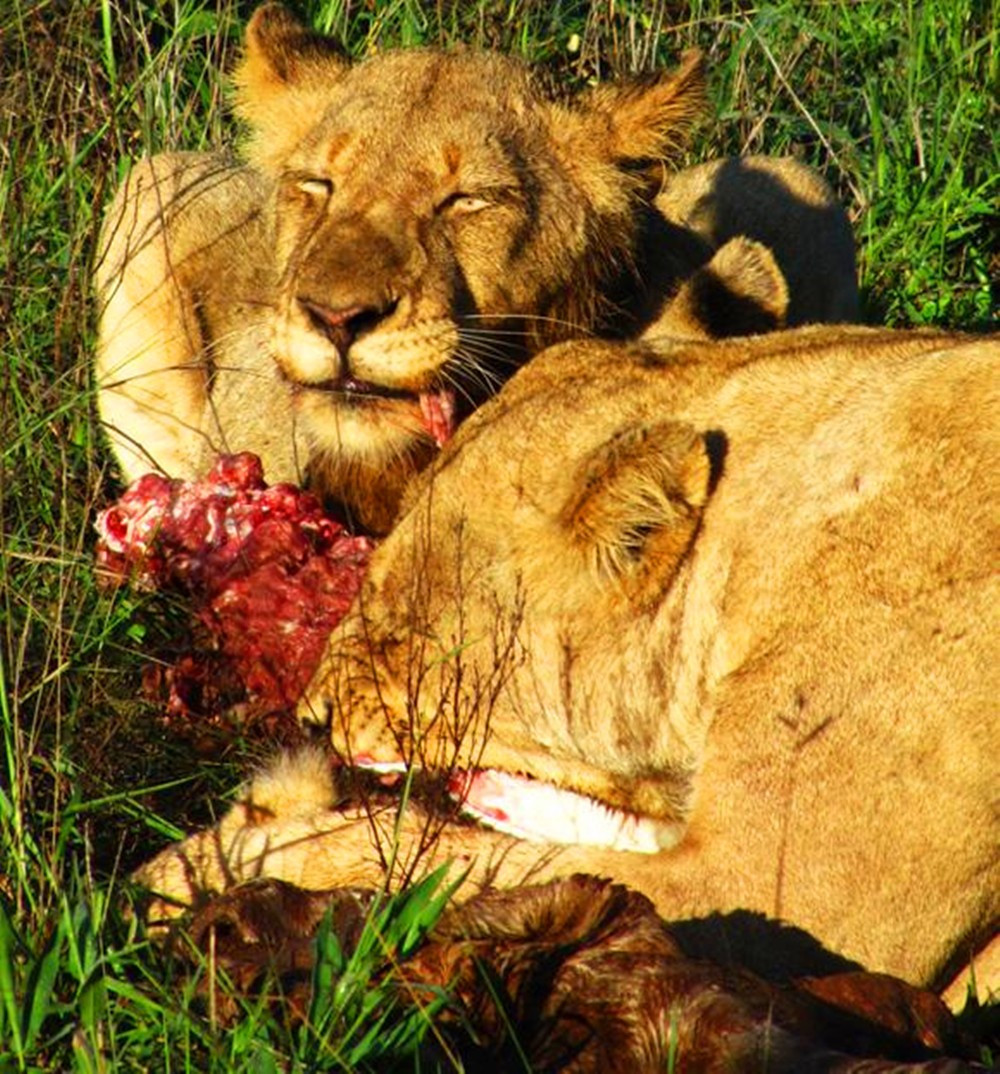 母狮大口吃肉,一脸惬意的表情实在销魂,真有这么好吃?
