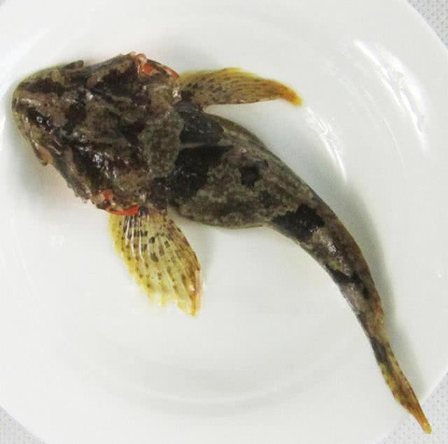 此鱼千年前就名扬天下,曾多次被吃到濒危,如今想养殖都困难!