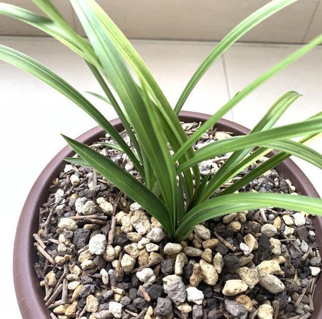 兰花服盆有3秘诀快速助兰花服盆生根