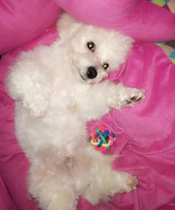 这只比熊犬成天蹦跶蹦跶的,太顽皮了,网友:关进大牢!