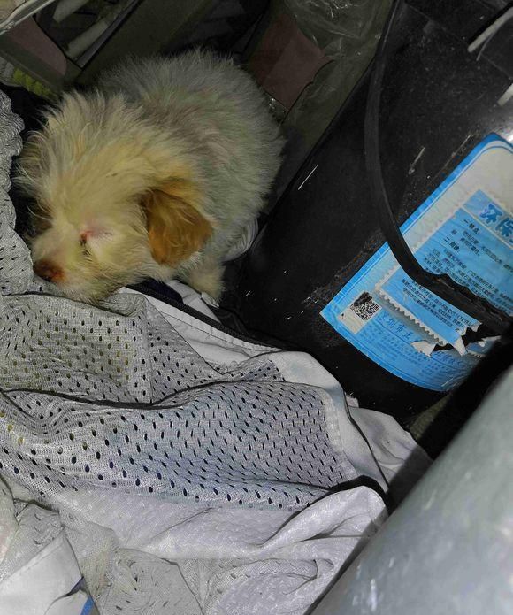 流浪狗饿坏了在啃冻住的剩饭菜,小家伙努力求生的模样,叫人心酸