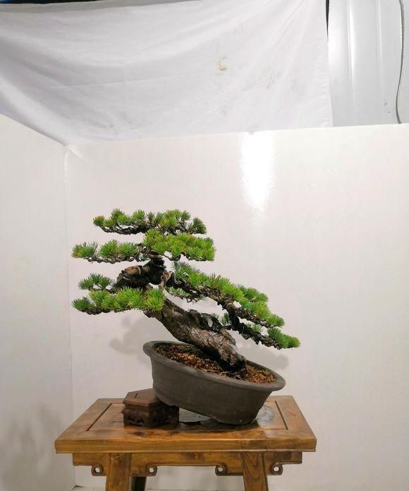 日本那须娘五针松盆景大家帮忙看下这个造型如何需要改进吗