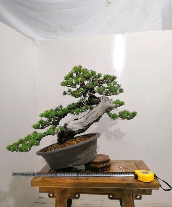 如果摆放正了,高度还会再缩减寸许,现在这样看有点像是斜干式松树盆景