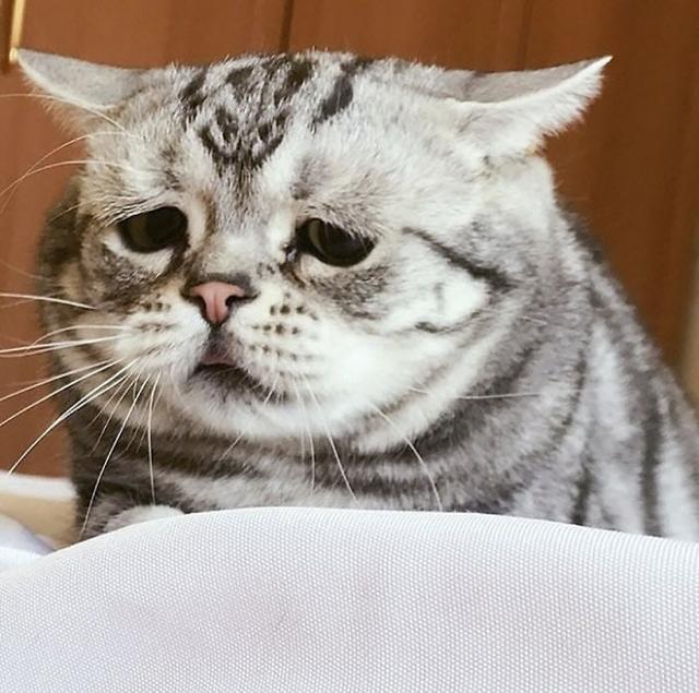 这可能是世界上最伤心的猫了看着心疼呢