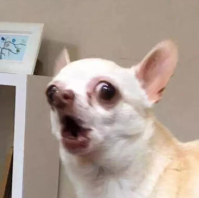 体型小巧脾气暴躁,吉娃娃应该是最会装腔作势的狗了