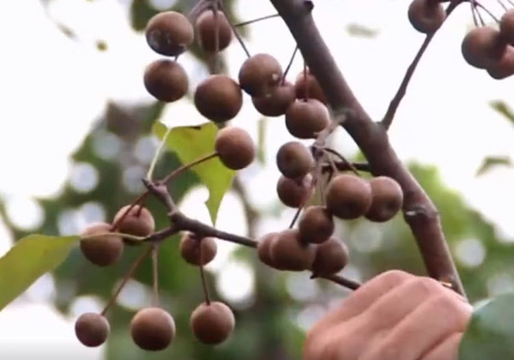农村人管它叫杜梨一身是宝少人知结果能吃泡酒更是一绝