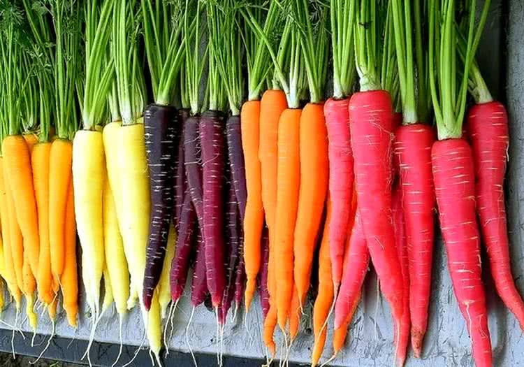 市场上出现彩色的胡萝卜,很多农民纷纷开始种植,赚了不少钱