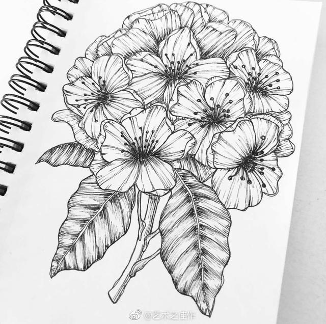 手绘花卉 ,花卉黑白线稿,艺术之佳作