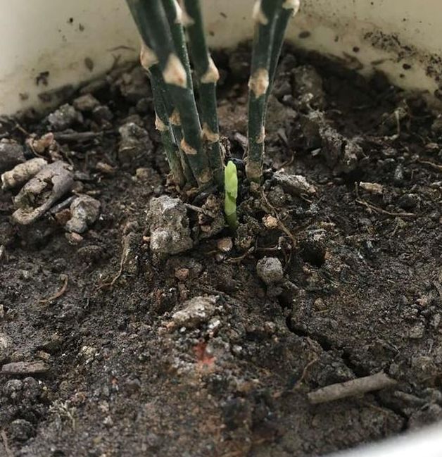 文竹根腐别担心,一步一步来,新根长不停|文竹|烂根|施肥_新浪新闻