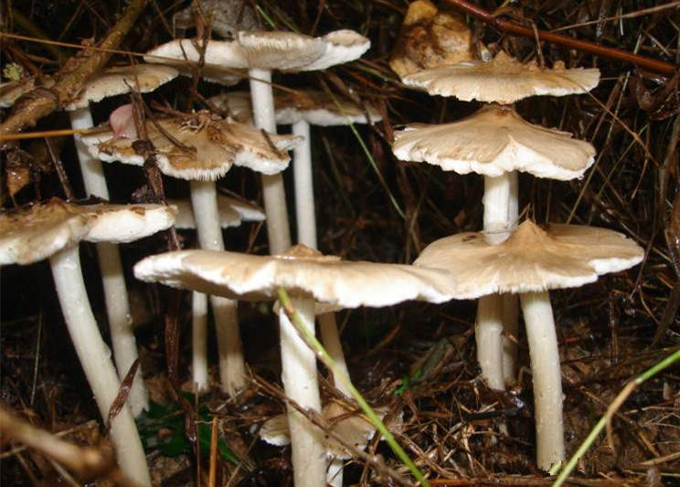 早禾菌在采集的时候讲究很多,很难找到,在保鲜的时候也是很有讲究,早