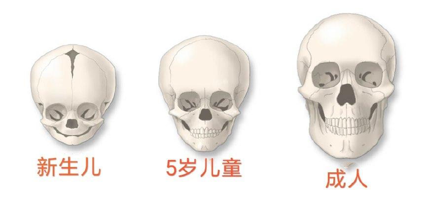 婴儿有300根骨头, 为什么成人后变成206根, 其他骨头都去哪里了?