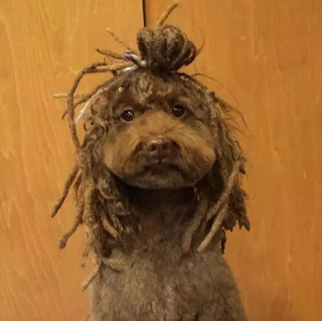 小脏辫雷鬼造起来!狗狗也要走一波炫酷的朋克风~正着看,方上加方.