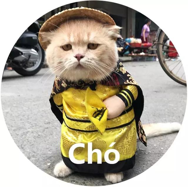 看完身穿gucci,脚踩supreme的潮宠,我怀疑人生了~|猫|时髦|卫衣_新浪