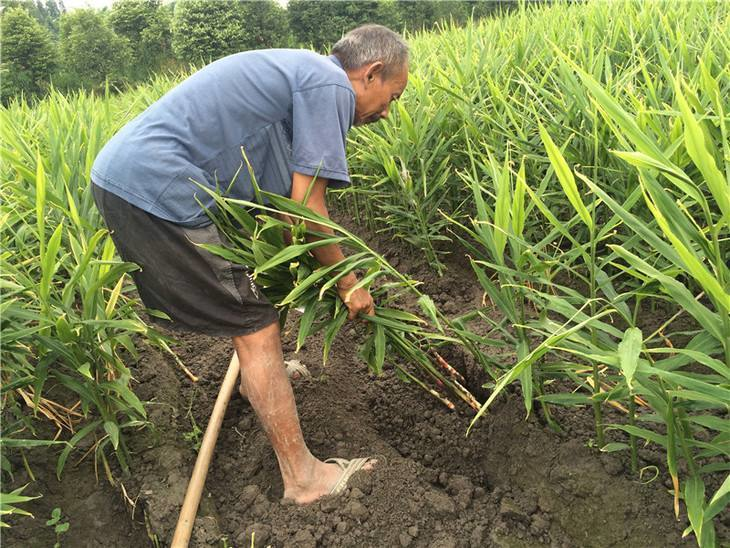 生姜种植高产的技能,你都get到了吗?