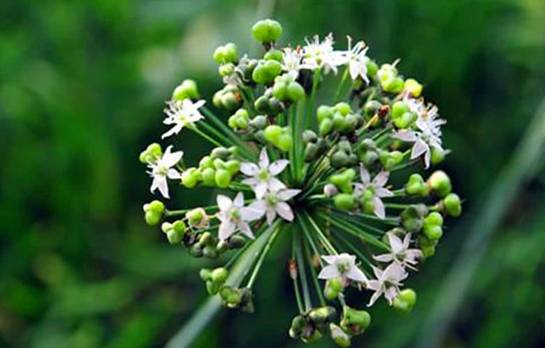 游云南品特色美食之九曲靖的韭菜花下饭得很