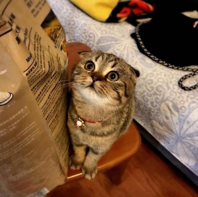 盘点抖音上人气最高的五只网红猫,二豆和瓜子长期稳居榜首