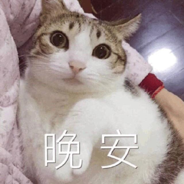 搞笑图片:猫咪说晚安表情包|猫咪|表情包|早点_新浪新闻
