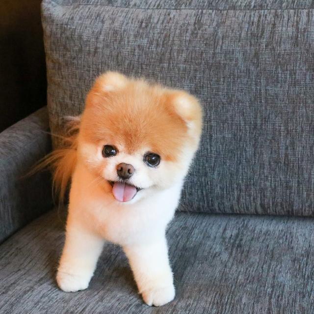 世界上最可爱的博美去世,享年13岁,此前曾是百万粉丝网红