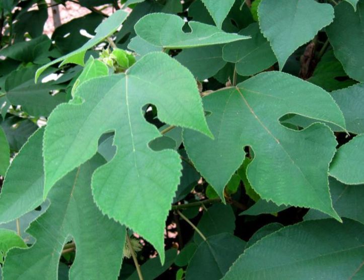 农村常见的树曾经见到就砍除现在却是农民的摇钱树