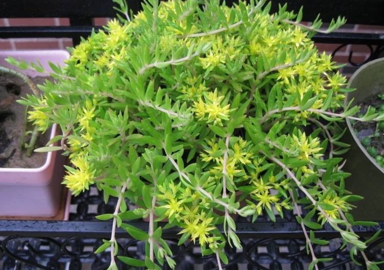 它是"天然的护肝王",经常泡水喝,修复肝细胞,小肚子也不见了