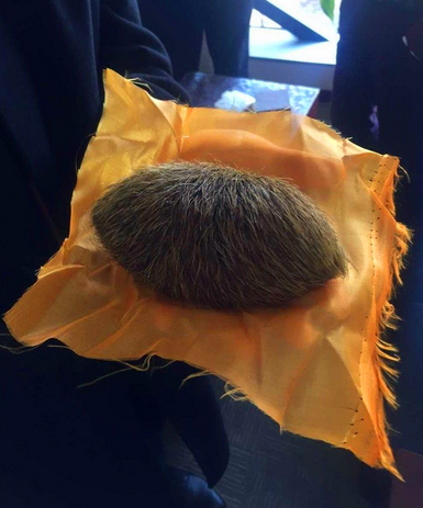 在猪肚子里发现这么个毛茸茸的东西,知道是什么后男子乐坏了