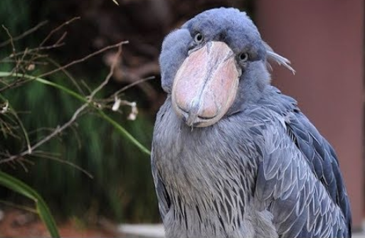 脑袋最大的鸟类鲸头鹳,为何每次捕鱼都翻白眼?它真的很呆傻吗?