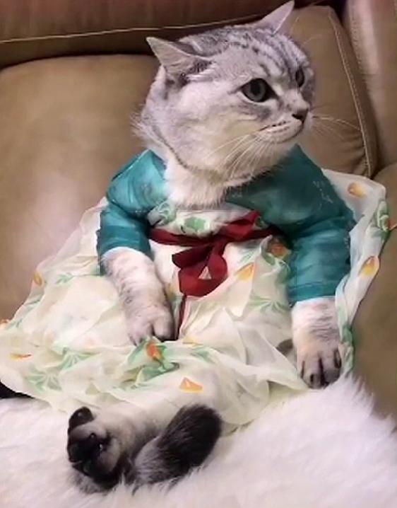 猫咪穿上汉服,仙气飘飘坐着不能动,网友:猫贵妃吉祥!