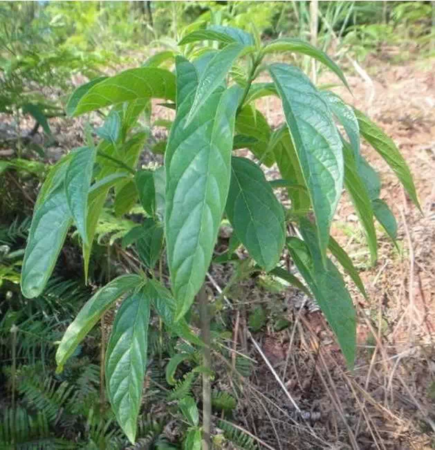 春天这野菜,味道独特,有微苦带清凉味,我们那叫"清风丝"