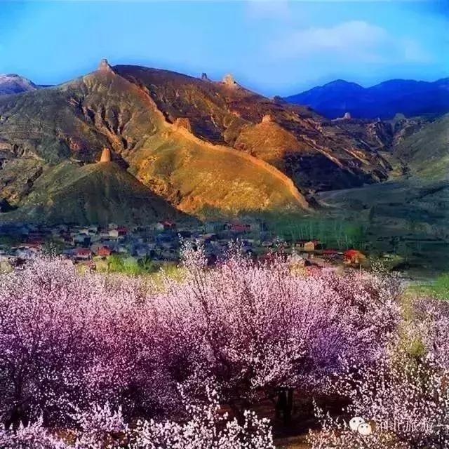 风吹柳动杏花红 花期不等人 石家庄周边已开满