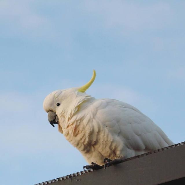 明明可以靠颜值却偏要像哈士奇一样犯蠢说的就是葵花凤头鹦鹉
