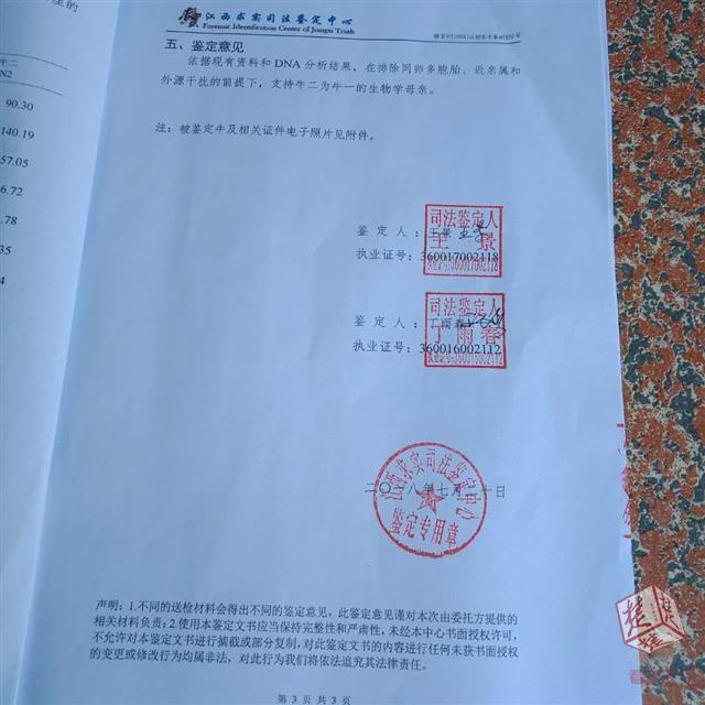 这头牛到底是谁家的两村民花6200元用亲子鉴定辨别