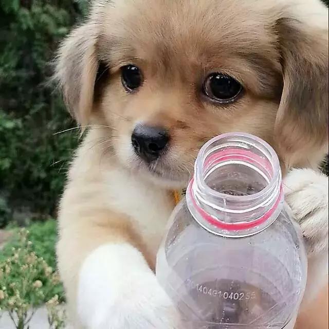 一位老爷爷和一位身体残疾的孙子住在一起,同时还养了两只小土狗,爷爷