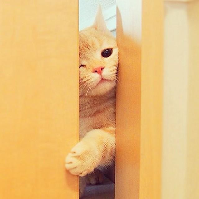 橘猫透过门缝偷看主人上厕所,动作让人受不了,这里很臭快出去!