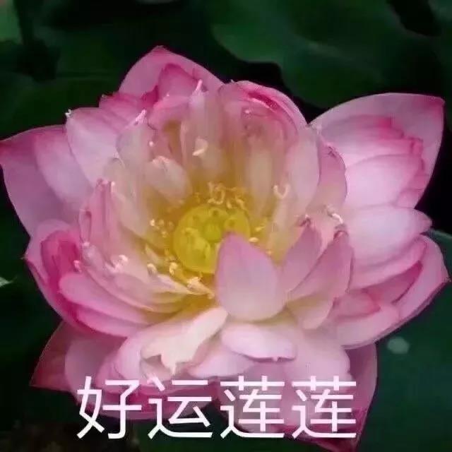 羞人答答勿忘初心心如止水淡泊宁静让我静静心平气和另类小清新莲花