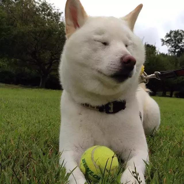 一白遮百丑,却遮挡不住柴犬的蠢萌劲