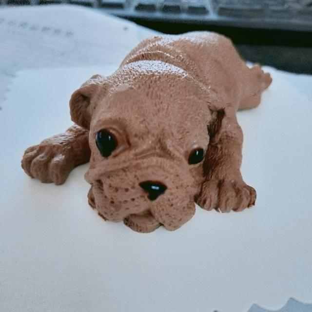 网红沙皮狗的秘密你知道吗?