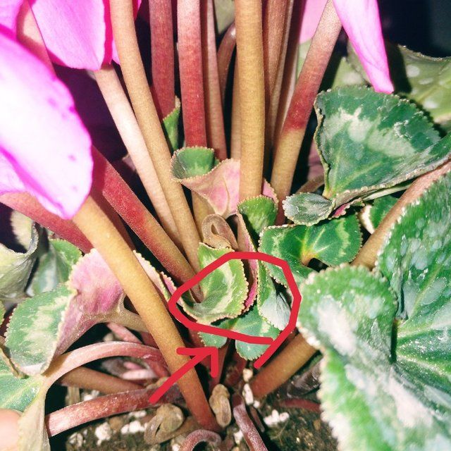 做到以下几点,仙客来花期延长,花苞多且每个花苞都能如期开放!