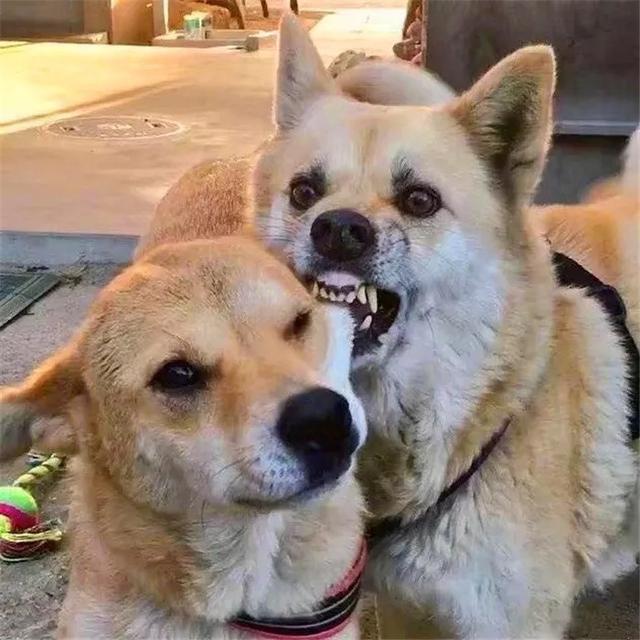 柴犬妹妹吐舌头逗哥哥玩被咬住了大脸妹妹笑容渐渐消失