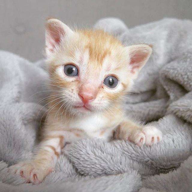 刚出生可爱小奶猫高清图集十张能治愈心情小精灵萌翻了