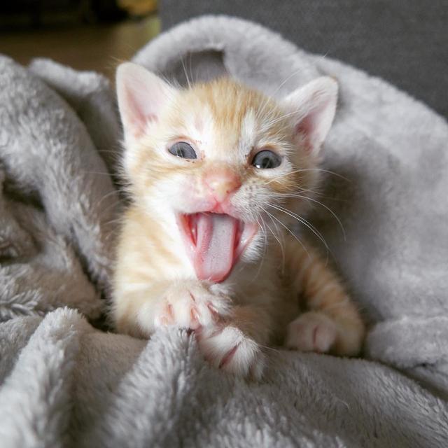 刚出生可爱小奶猫高清图集十张能治愈心情小精灵萌翻了