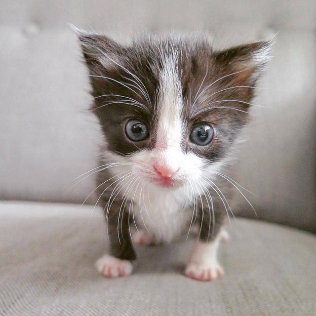 刚出生可爱小奶猫高清图集十张能治愈心情小精灵萌翻了