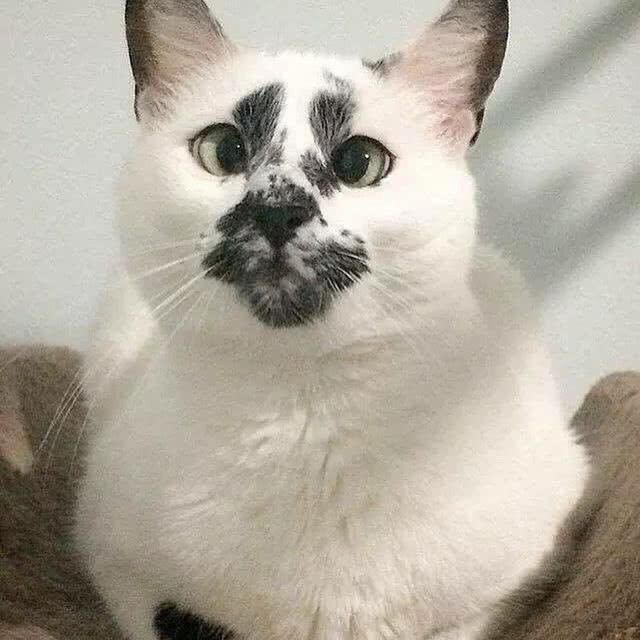 男子晒出自家"丑猫",天生一双斗鸡眼,网友:丑到忍不住笑喷了